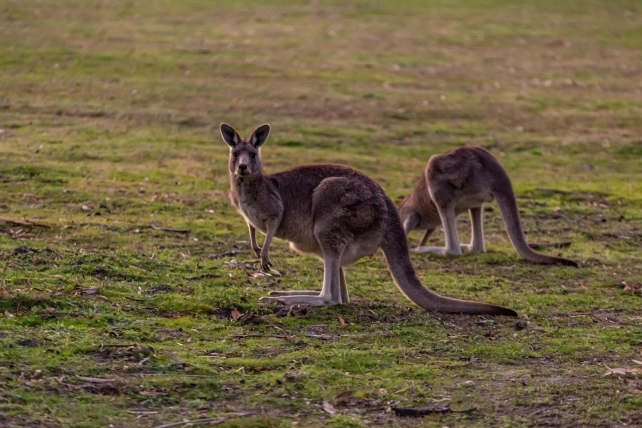 Mountain View Motor Inn & Holiday Lodges Halls Gap Exteriör bild
