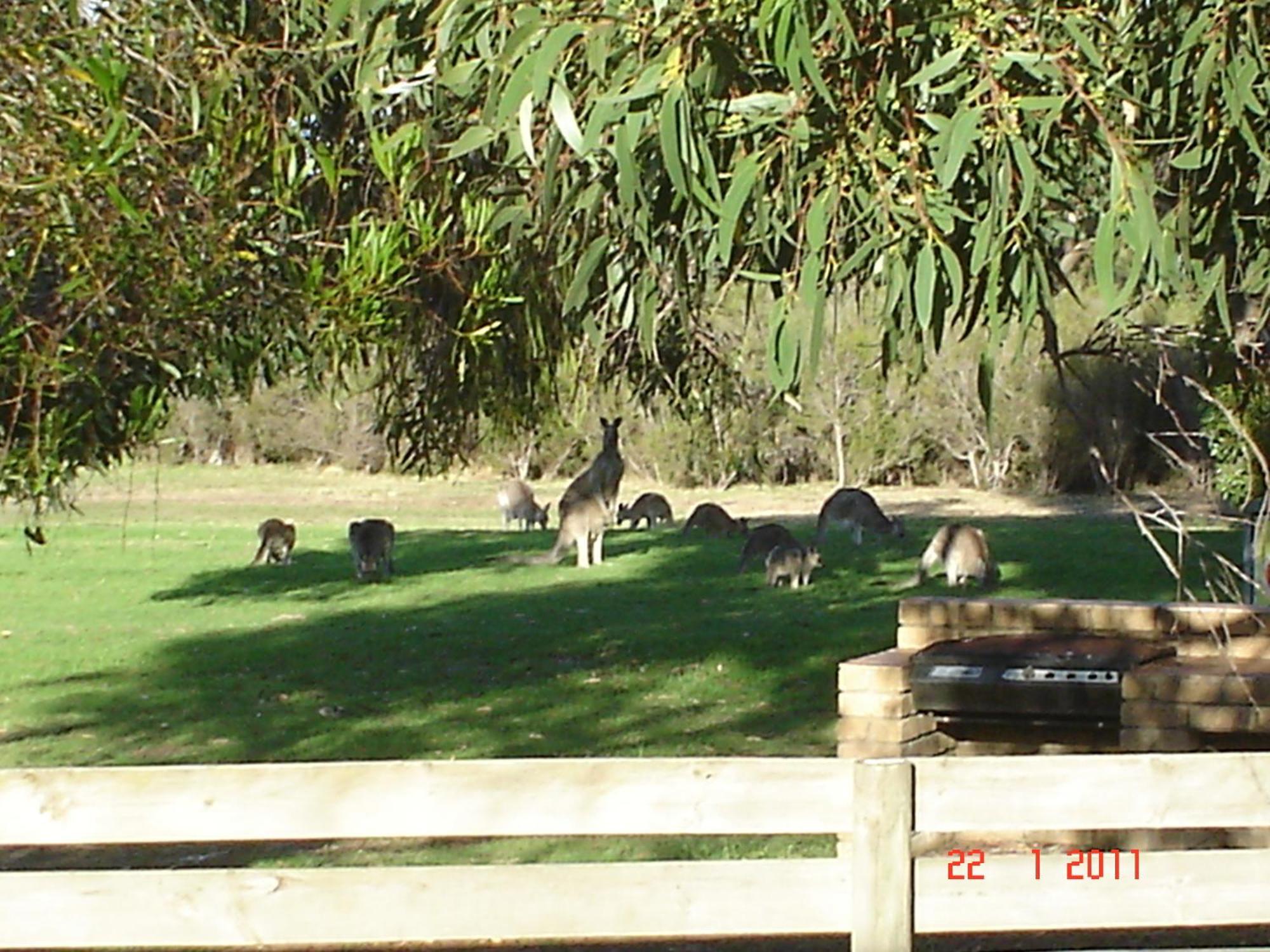 Mountain View Motor Inn & Holiday Lodges Halls Gap Exteriör bild