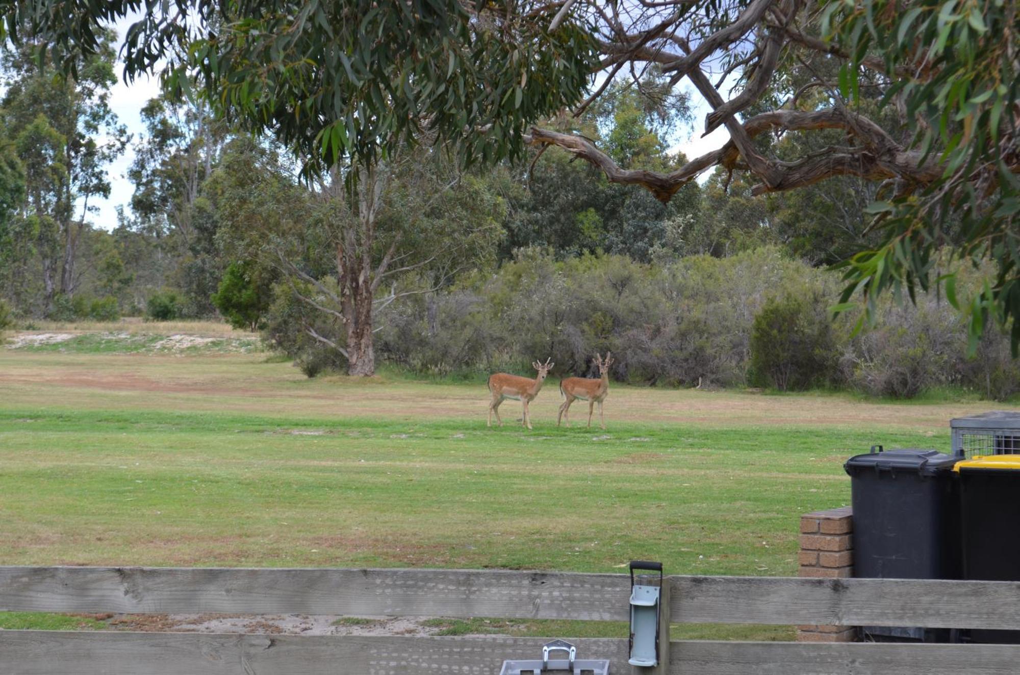 Mountain View Motor Inn & Holiday Lodges Halls Gap Exteriör bild