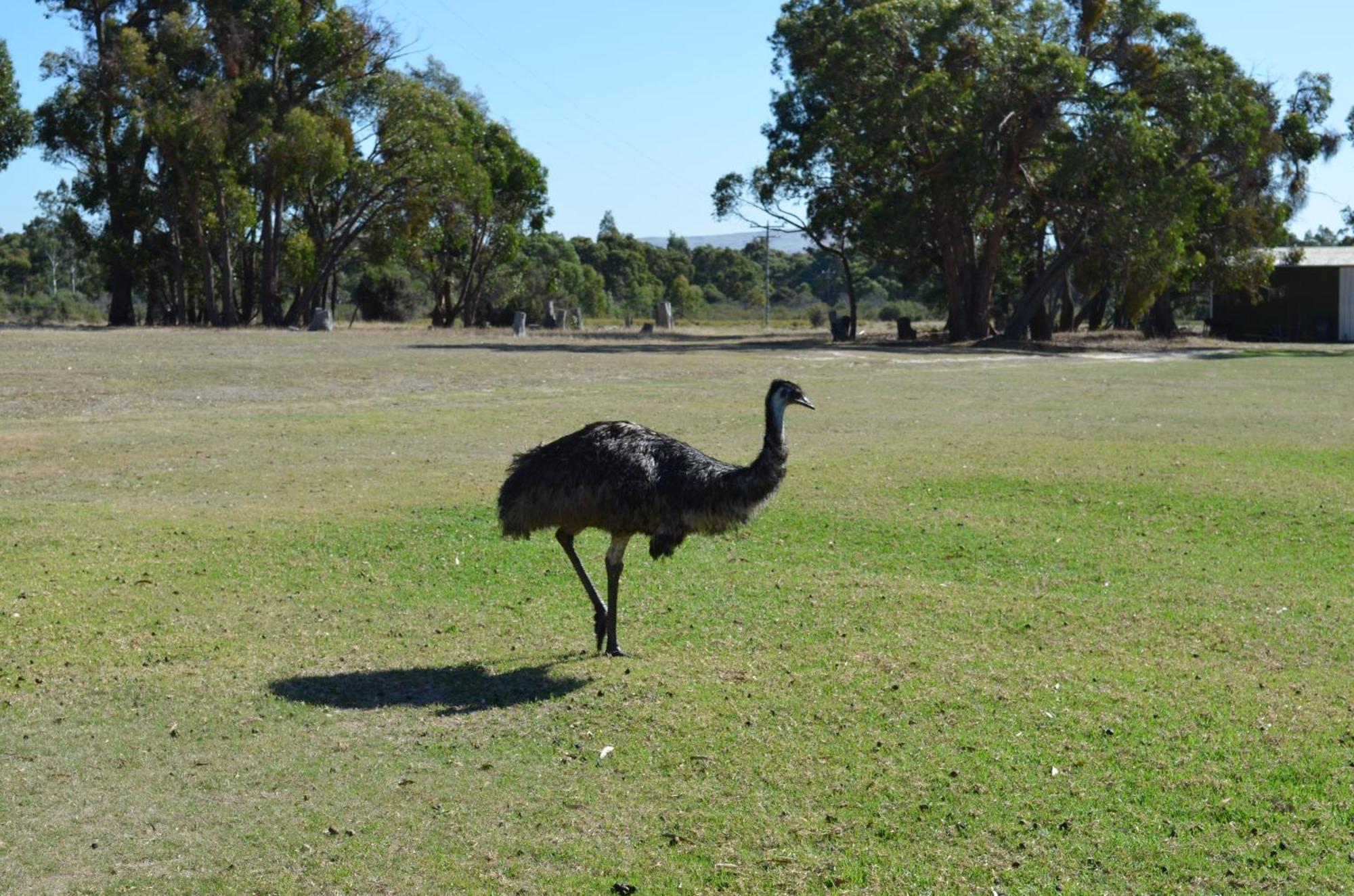 Mountain View Motor Inn & Holiday Lodges Halls Gap Exteriör bild