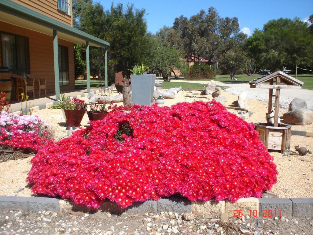Mountain View Motor Inn & Holiday Lodges Halls Gap Exteriör bild